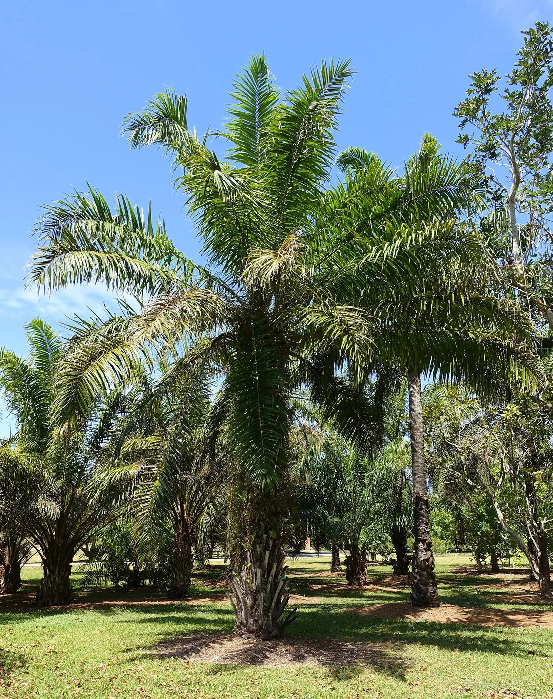 An oil palm with a broad crown of arching green fronds.