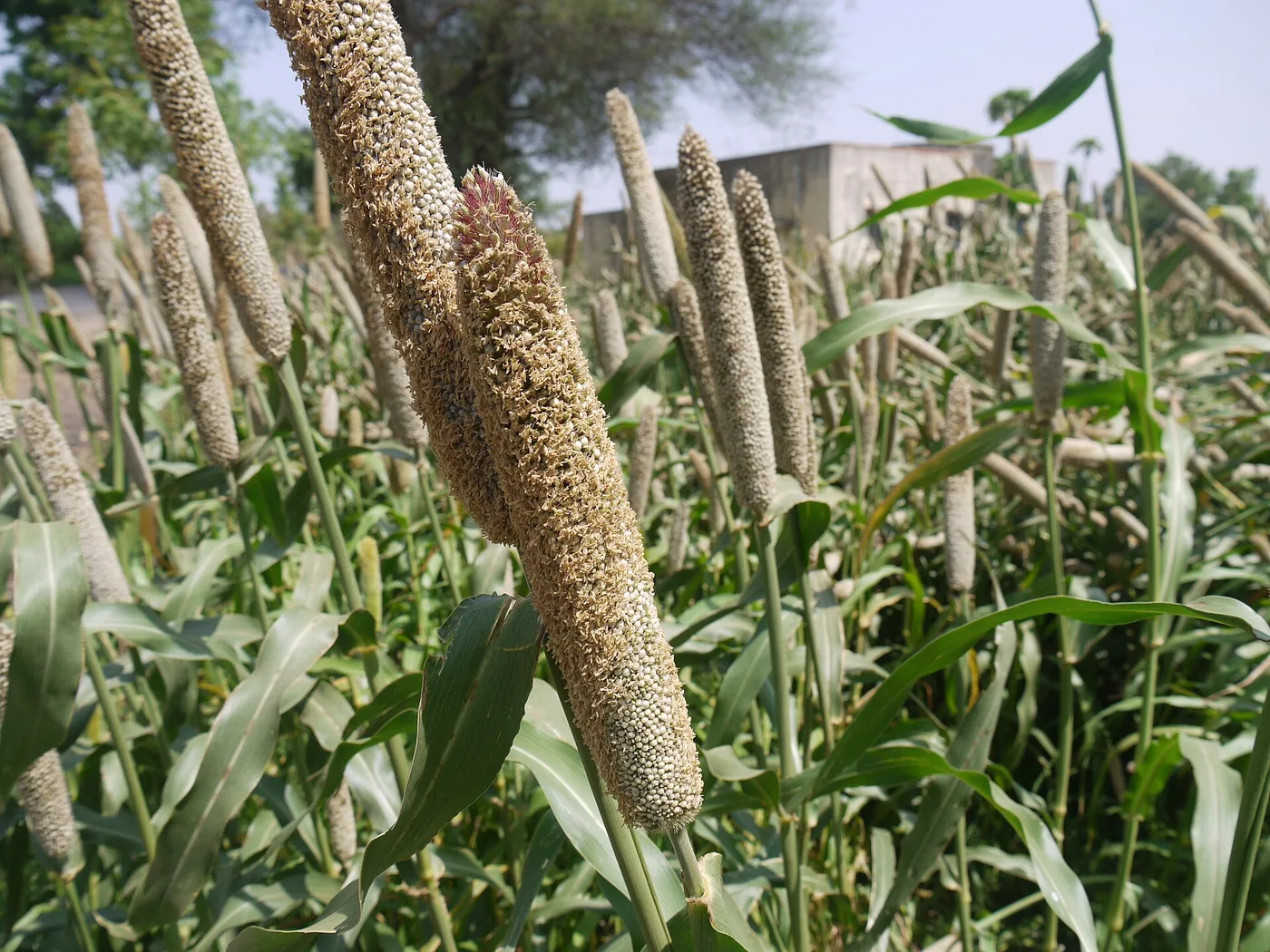 Long cylindrical pearl millet seed heads growing among green leaves.