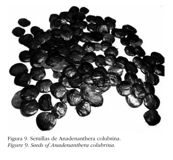 A group of dark, round Anadenanthera colubrina seeds